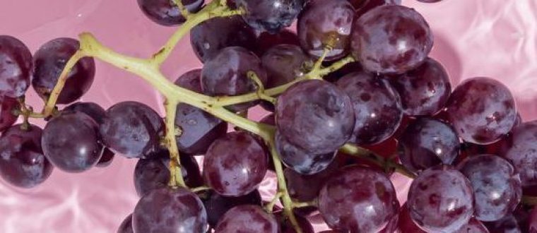 רסרבטרול – Resveratrol