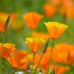 100 m² MOHNWIESE GOLDMOHN - Eschscholzia californica - Kalifornischer Mohn POPPY