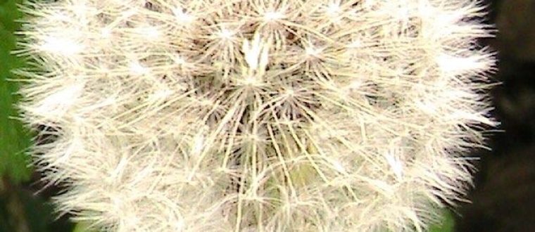 שן ארי – שינן – Taraxacum officinale and Taraxacum mongolicum