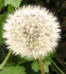 5+ Taraxacum Officinale Dandelion Seeds -Healthful Herb