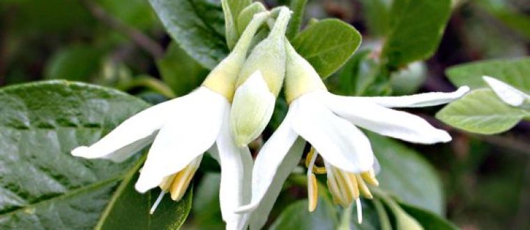 לבנה רפואי – Styrax officinalis