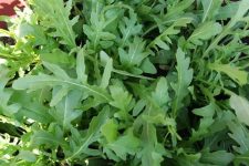 ARUGULA ROQUETTE ,ORGANIC Non GMO SEED,Fresh salad ! - 1 oz