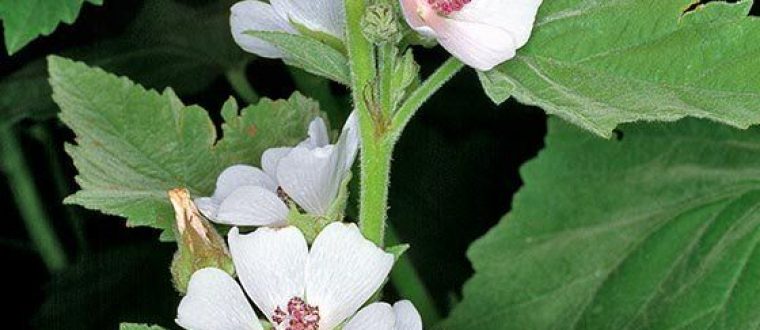 Althea officinalis – נטופית רפואית