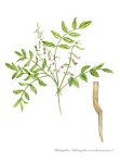 Astragalus (Astragalus Membranaceus) Stock Illustration - Illustration of leaf, pattern_ 24107227