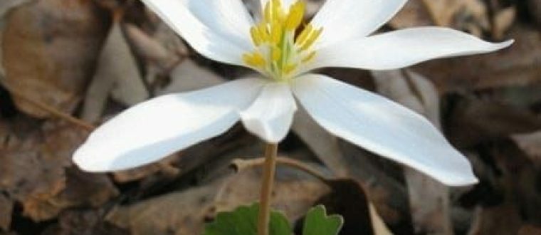 Sanguinaria canadensis