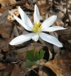 Bloodroot (Sanguinaria canadensis) - GNPS