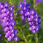 Chinese Skullcap Flower Seeds (Scutellaria Baicalensis) 20+Seeds