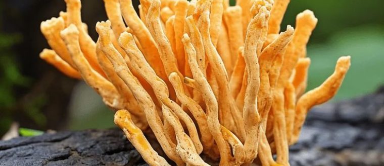 קורדיספס Cordyceps sinensis     