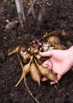 Earth Apple, 'Yellow' (Smallanthus sonchifolius) - Medium Coconut Coir Pot