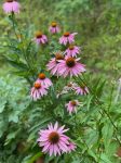 Echinacea purpurea