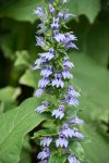 Great Blue Lobelia