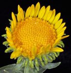 Grindelia squarrosa _ Curly-Cup & Curly Top Gumweed _ Rosin Weed _ 20_Seeds