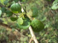 Guggulu, guggul, Commiphora wrightii, guggulu cholestérol, guggulu anti-inflammatoire