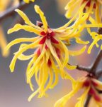 Hamamelis virginiana (American Witch Hazel, Witchazel) Shrub Seeds, prized for late-season bloom, vibrant fall foliage