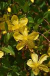 Hidcote St_ John's Wort (Hypericum 'Hidcote') at Weston Nurseries