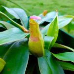 Plant FAQs_ Nepenthes Khasiana