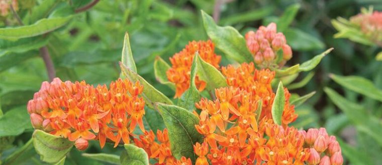 Asclepias tuberosa אסקלפיאס