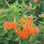 Pleurisy Root - Asclepias Seed _ Johnny's Selected Seeds