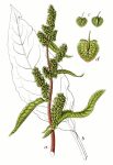 Rumex_X_patientia_Sturm55