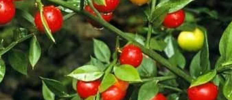 Ruscus aceleatus – עצבונית החורש