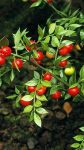 Ruscus Aculeatus Butcher's Broom for Sale Box Holly