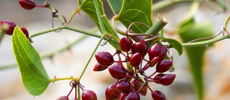 Smilax sarsaparilla – קיסוסית