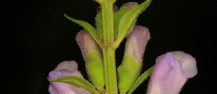 קערורית – Scutellaria lateriflora