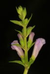 Scutellaria lateriflora seeds - Blue Skullcap - Mad Dog Skullcap - Scullcap