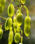 Sophora japonica - Japanese Pagoda Tree