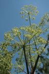 THE HEALING PROPERTIES OF ANGELICA (Angelica archangelica) — Steemit