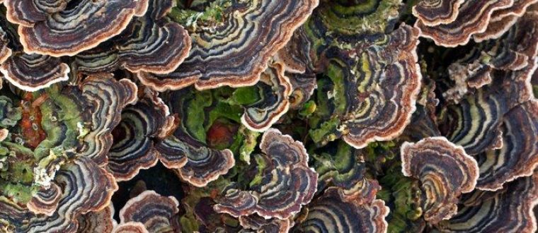 טיפול תומך בסרטן באמצעות PSK מ Trametes versicolor