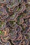 Turkey Tail (Trametes versicolor)