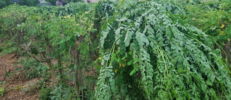 Moringa oleifera, Moringaceae