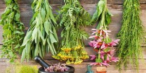 herbs-cold-flu-main-1000-1486066357