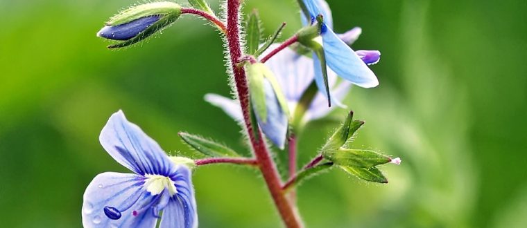 ברוניקה רפואית – Veronica officinalis