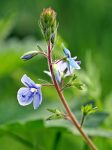 veronica-officinalis-1346812_1280 (1)