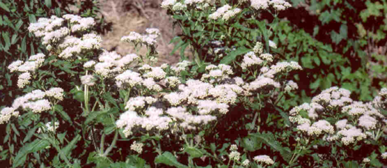 אבפטוריון Eupatorium perfoliatum                     