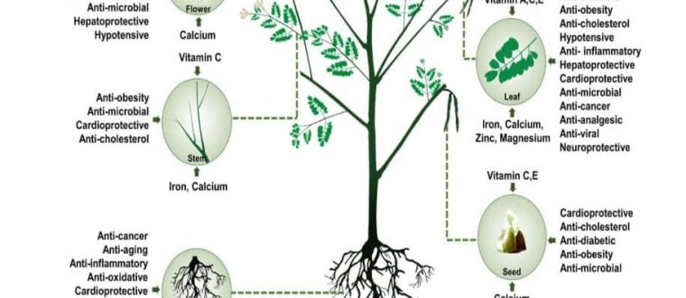 מורינגה – Drumstick tree – Moringa oleifera