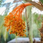 ナツメヤシ｜ Phoenix dactylifera（Date Palm）