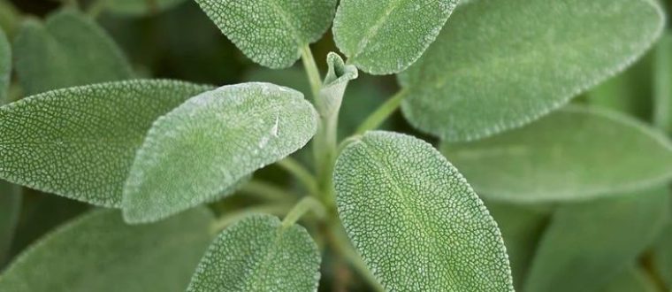 מרוה רפואית Salvia officinalis